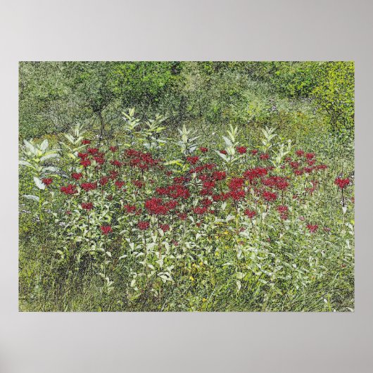 Bee Balm (Bergamont) in augustus Poster (Voorkant)