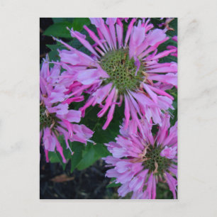 Bee Balm Briefkaart