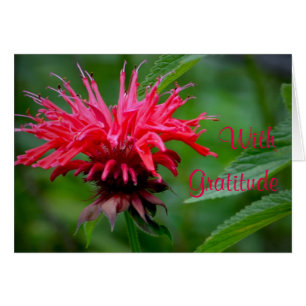 Bee Balm Hartelijk dank