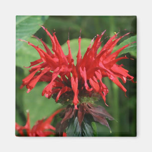 Bee Balm Magnet