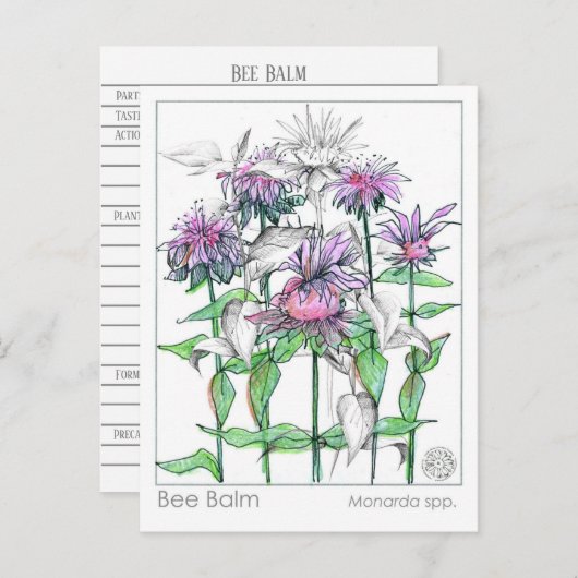 Bee Balm Materia Medica Herbal Studie Kaarten (Voorkant / Achterkant)