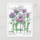 Bee Balm Materia Medica Herbal Studie Kaarten (Voorkant)