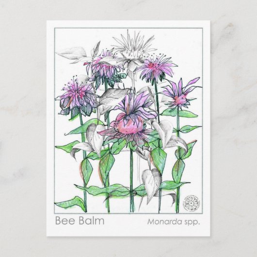 Bee Balm Materia Medica Herbal Studie Kaarten (Voorkant)