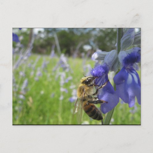 Bee Bee 4 Briefkaart (Voorkant)