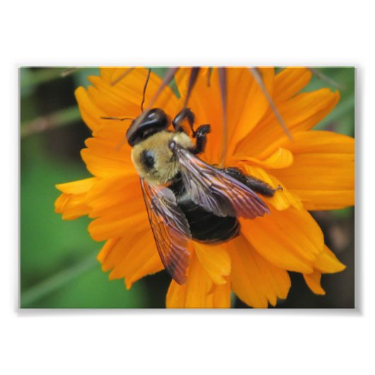 Bee bestuiving foto print 5x7 foto afdruk (Voorkant)