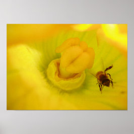 Bee bij Gele Zucchini Flower Small Poster