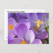 Bee — briefkaart (Voorkant / Achterkant)