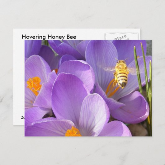 Bee — briefkaart (Voorkant / Achterkant)