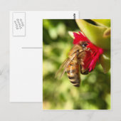 BEE BRIEFKAART (Voorkant / Achterkant)