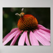 Bee Buzz 10x8-Poster Poster (Voorkant)