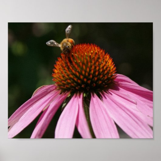 Bee Buzz 10x8-Poster Poster (Voorkant)