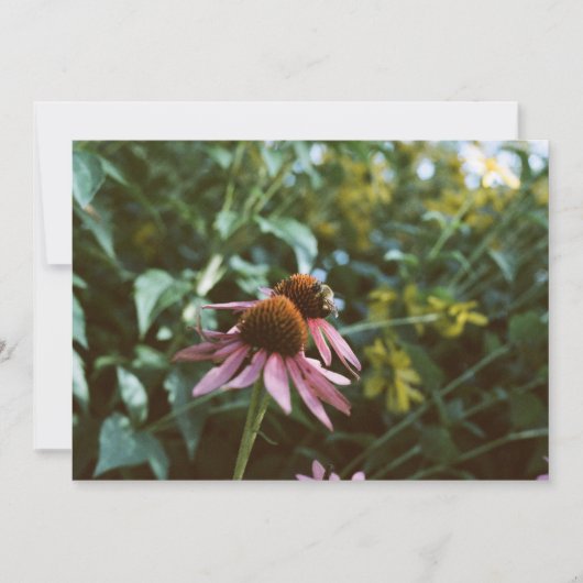 Bee & Coneflower Photo Reprint Kaart (Voorkant)