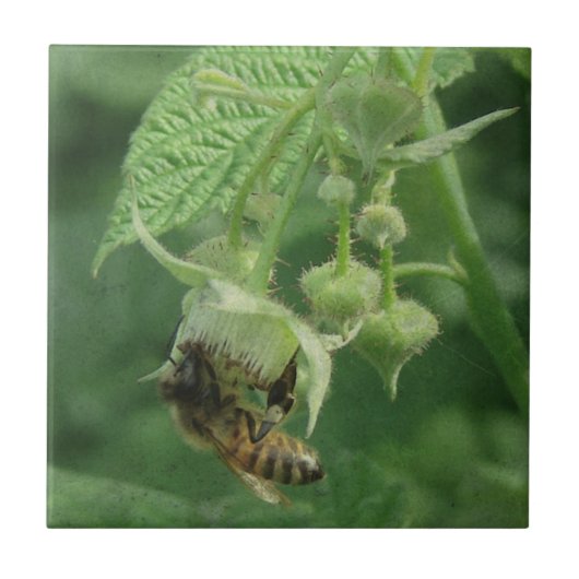 Bee en frambozenbloemen tegeltje (Voorkant)