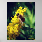Bee en Goldenrod Poster (Voorkant)