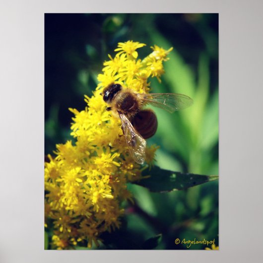Bee en Goldenrod Poster (Voorkant)