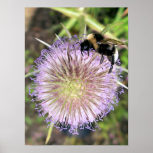 BEE EN TEASELSTROOM POSTER