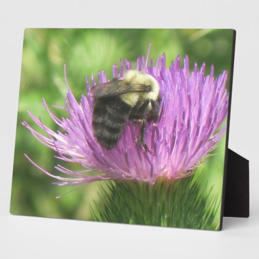 Bee en Thistle Plaque Fotoplaat (Zijkant)