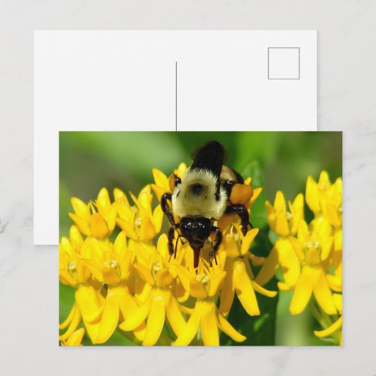 Bee Feasting on Butterfly Weed Wildflowers Briefkaart (Voorkant / Achterkant)