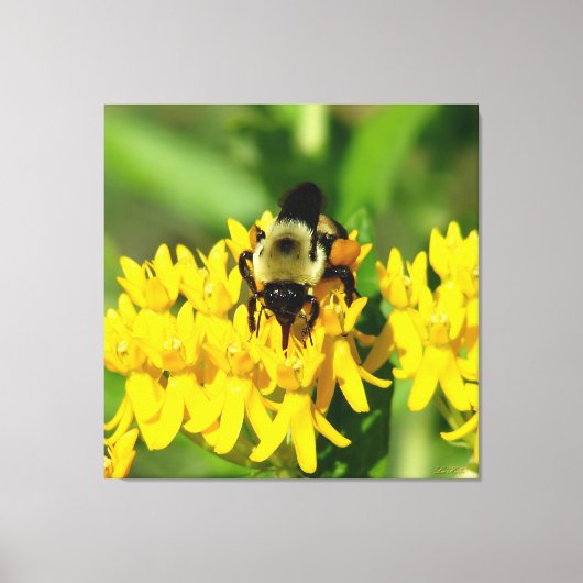 Bee Feasting on Butterfly Weed Wildflowers Canvas Afdruk (Voorkant)