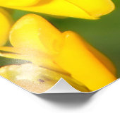 Bee Feasting on Butterfly Weed Wildflowers Foto Afdruk (Hoek)