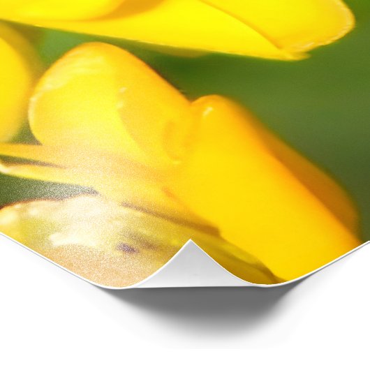 Bee Feasting on Butterfly Weed Wildflowers Foto Afdruk (Hoek)