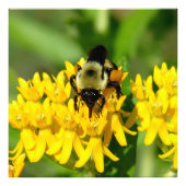 Bee Feasting on Butterfly Weed Wildflowers Foto Afdruk (Voorkant)