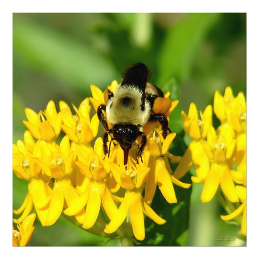 Bee Feasting on Butterfly Weed Wildflowers Foto Afdruk (Voorkant)