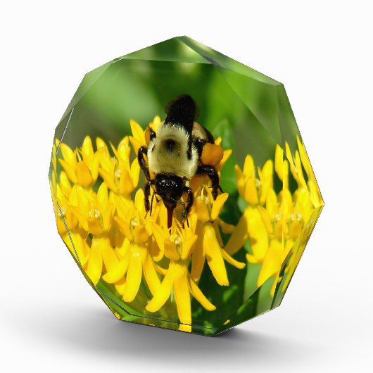 Bee Feasting on Butterfly Weed Wildflowers Fotoblokken (Rechts)