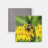 Bee Feasting on Butterfly Weed Wildflowers Magneet (Voorkant / Achterkant)