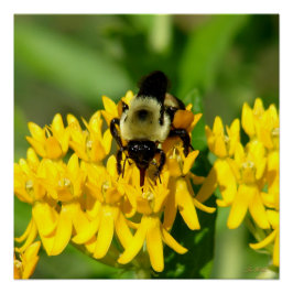 Bee Feasting on Butterfly Weed Wildflowers Perfect Poster