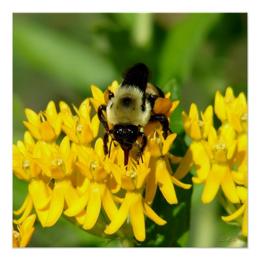 Bee Feasting on Butterfly Weed Wildflowers Perfect Poster (Voorkant)