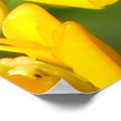 Bee Feasting on Butterfly Weed Wildflowers Poster (Hoek)