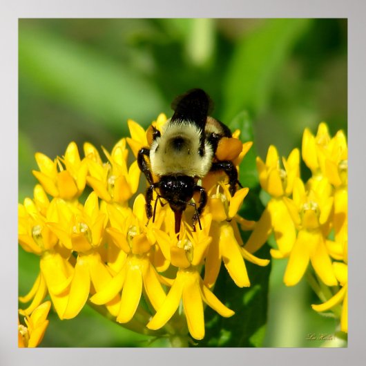Bee Feasting on Butterfly Weed Wildflowers Poster (Voorkant)