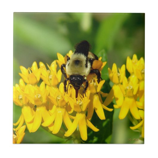 Bee Feasting on Butterfly Weed Wildflowers Tegeltje (Voorkant)