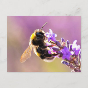 Bee Flower Beauful Natuur Scenery Briefkaart