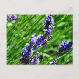 Bee foraging on lavender in the Provençaalse Drôme Feestdagenkaart