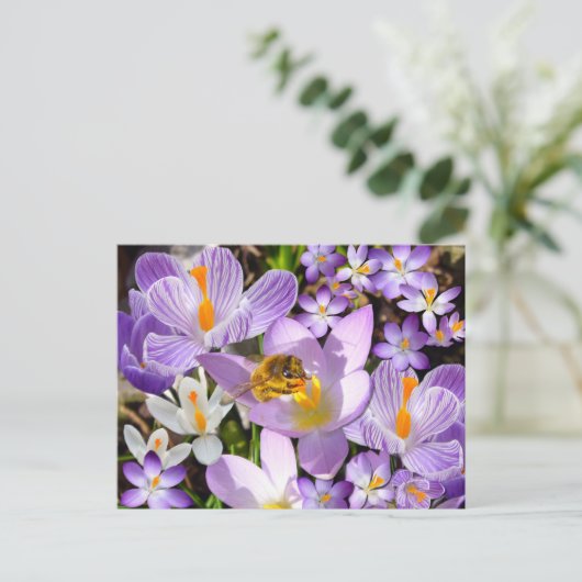 Bee Gathering Nectar from Crocus flowers Briefkaart (Staand voorkant)