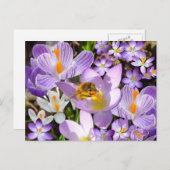 Bee Gathering Nectar from Crocus flowers Briefkaart (Voorkant / Achterkant)