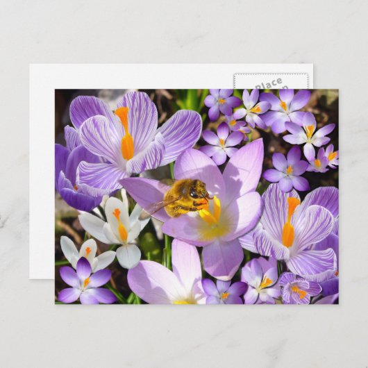 Bee Gathering Nectar from Crocus flowers Briefkaart (Voorkant / Achterkant)