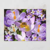 Bee Gathering Nectar from Crocus flowers Briefkaart (Voorkant)