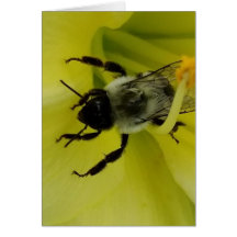 BEE GEWELDIGE - CHRISTELIJKE GROETING