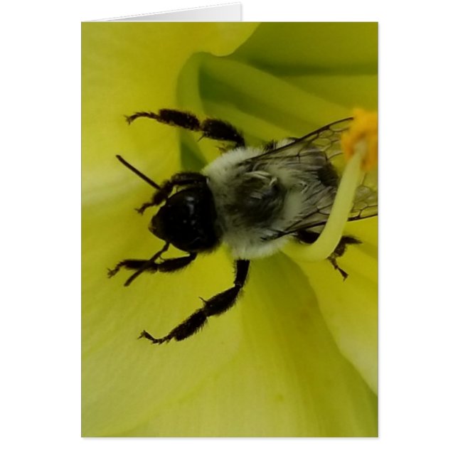 BEE GEWELDIGE - CHRISTELIJKE GROETING (Voorkant)