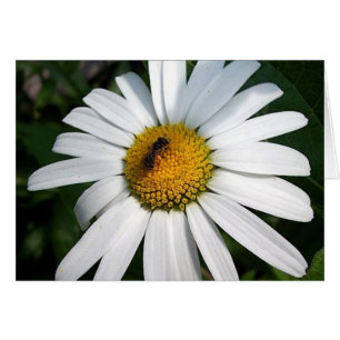Bee Happy Daisy Kaart