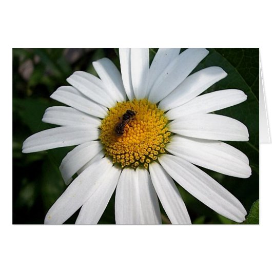 Bee Happy Daisy Kaart (Voorkant Horizontaal)
