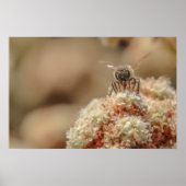 Bee Happy Poster (Voorkant)