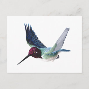 Bee Hummingbird Male Briefkaart