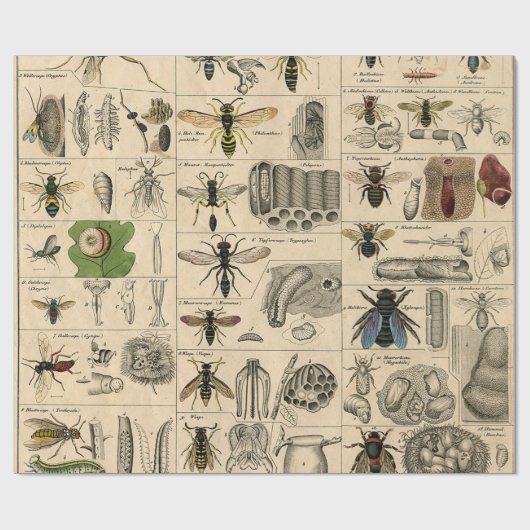 Bee Insect Bug Wasp Natural History Bees Cadeaupapier (Vlak)