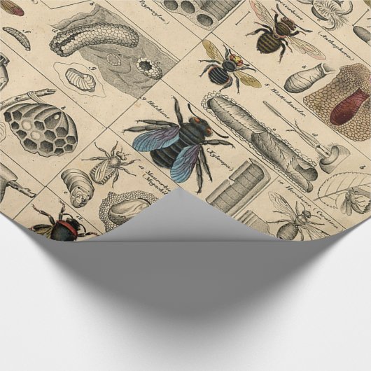 Bee Insect Bug Wasp Natural History Bees Cadeaupapier (Hoek)