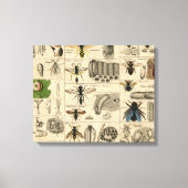 Bee Insect Bug Wasp Natural History Bees Canvas Afdruk (Voorkant)