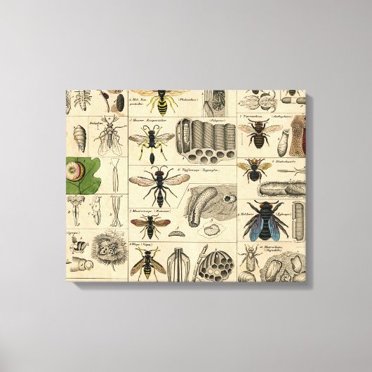 Bee Insect Bug Wasp Natural History Bees Canvas Afdruk (Voorkant)